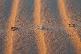 Fotografo di matrimoni Thang Nguyen Tu. Foto del 26.04.2022