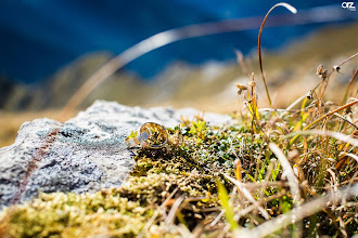 Bryllupsfotograf Grzegorz Korzec. Bilde av 24.02.2020