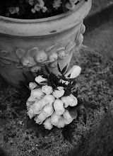 Wedding photographer Levente Szabó. Photo of 14.09.2025