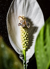 Wedding photographer Nikolay Polovnikov. Photo of 21.03.2021