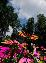 Vestuvių fotografas: Donatas Ufo. 29.06.2025 nuotrauka