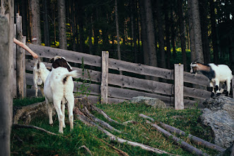 Fotógrafo de casamento Jolene Den Boer-Eggermont. Foto de 17.02.2022