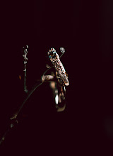 Wedding photographer Egidijus Narvydas. Photo of 26.06.2025