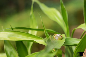 Jurufoto perkahwinan Soumya Ranjan Mishra. Foto pada 18.05.2023