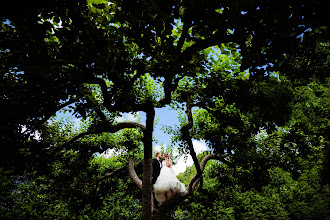 Wedding photographer Mario Silaghi. Photo of 08.12.2023
