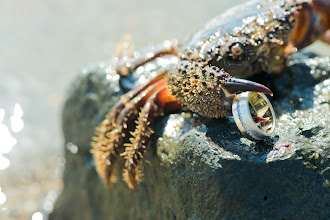 Bryllupsfotograf Andrei Mantarosie. Foto fra 22.07.2020