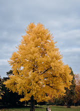 Весільний фотограф Виталий Мотринець. Фотографія від 06.12.2024