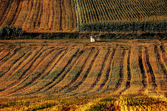 Svatební fotograf Maciek Januszewski. Fotografie z 03.10.2024